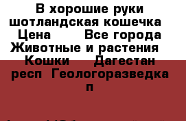 В хорошие руки шотландская кошечка › Цена ­ 7 - Все города Животные и растения » Кошки   . Дагестан респ.,Геологоразведка п.